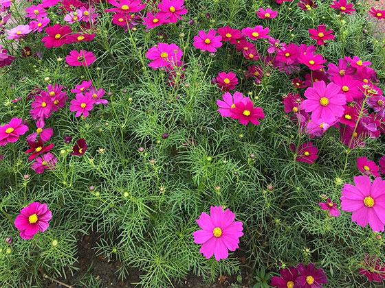 上饶庭院鲜花|租摆室内外花木植物